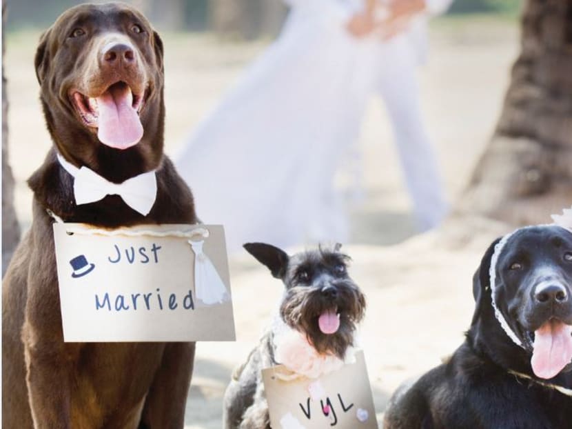 On wedding day, man’s best friend is also his best man