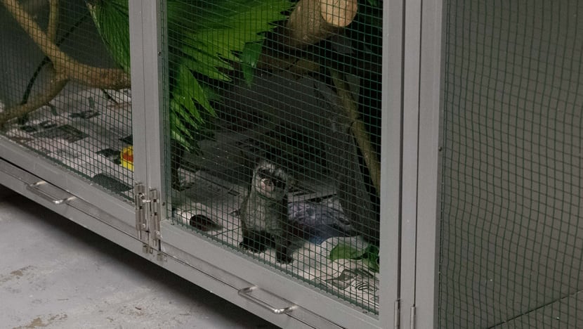 Acres' wildlife hotline no longer 24 hours due to lack of funding, rise in rescue cases