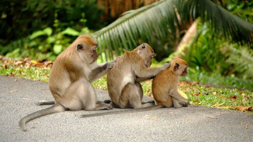 What should you do to avoid agitating monkeys in your path? Some tips from a primatologist What should you do to avoid agitating monkeys in your path? Some tips from a primatologist