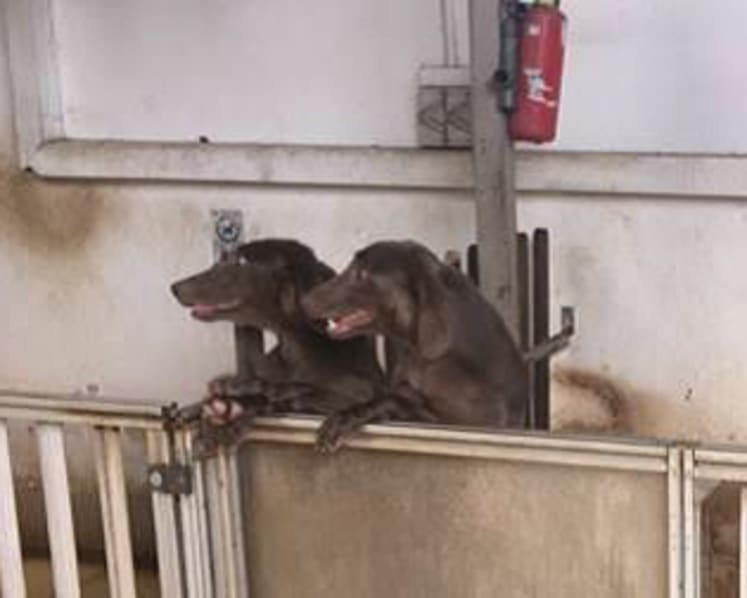 Woman charged with keeping unlicensed pet farm and dogs