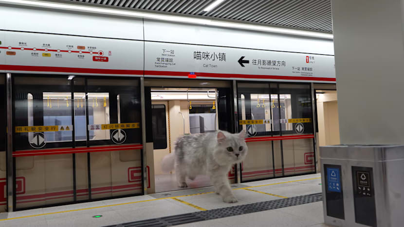 செல்லப் பூனைக்குச் சின்ன ரயில் நிலையம்!