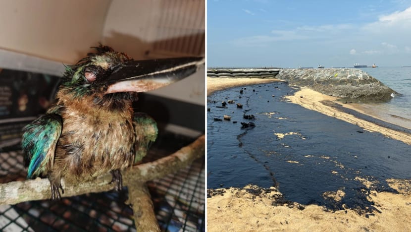 Oil spill: After 2 kingfishers die, race against time to clean beaches for nesting turtles Oil spill: After 2 kingfishers die, race against time to clean beaches for nesting turtles