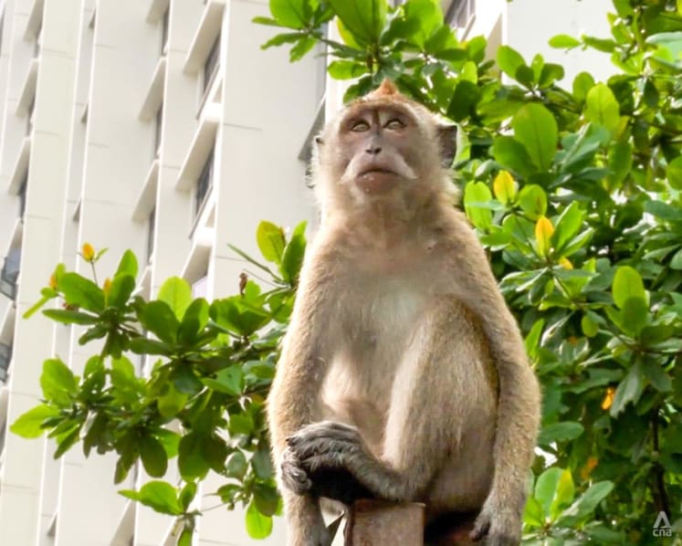 Why monkey sightings are on the rise, and how to keep from being an easy target