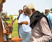 Pakistan bets on donkeys to revive sluggish economy amid soaring Chinese demand