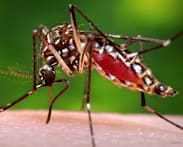 Mosquitoes discovered in Iceland for first time