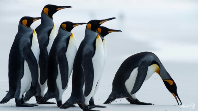 Commentary: Silence on biodiversity is deadly