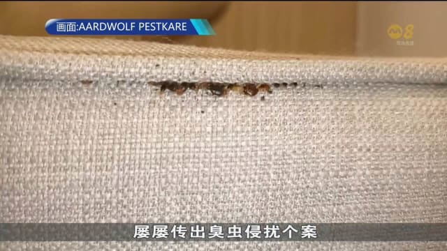 灭虫公司：今年臭虫肆虐情况料更严重 数量或增多达三成