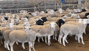 OLEH-OLEH TEMASEK: Kambing boleh lari... tanggungjawab tidak