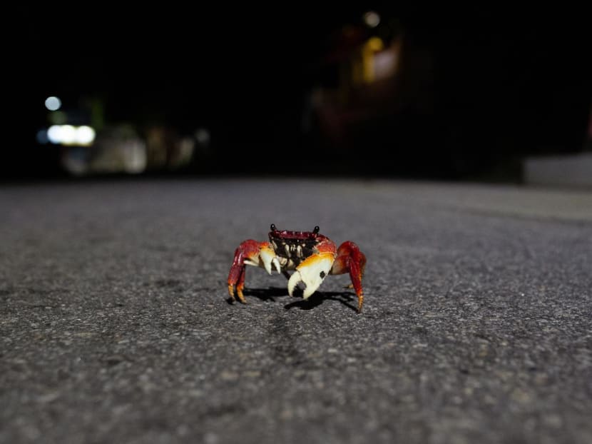 A crab crosses the Roberto Burle Marx road in west Rio de Janeiro on April 17, 2024. In Brazil, where about 16 wild animals become roadkill every second, a computer scientist has come up with a futuristic solution: Using AI to warn drivers of their presence. A crab crosses the Roberto Burle Marx road in west Rio de Janeiro on April 17, 2024. In Brazil, where about 16 wild animals become roadkill every second, a computer scientist has come up with a futuristic solution: Using AI to warn drivers of their presence.