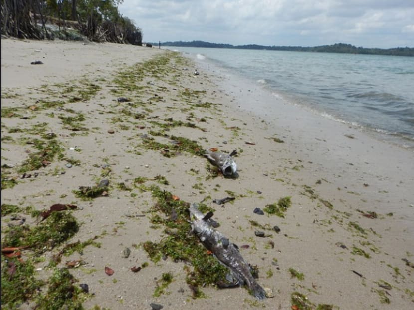 Up to 600 tonnes of fish lost to algal bloom: AVA