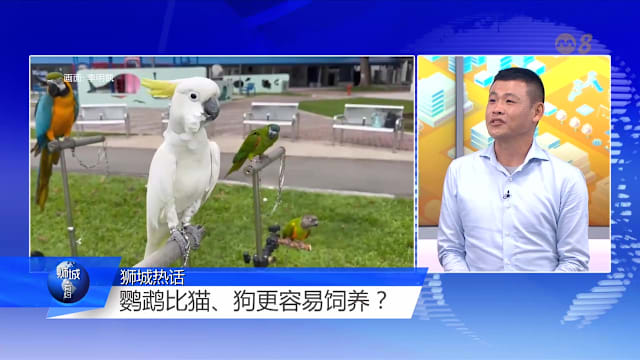 狮城有约 | 鹦鹉最长能活到90岁！在家养鹦鹉该注意什么？