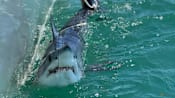 Scientists turn to sharks to improve hurricane predictions