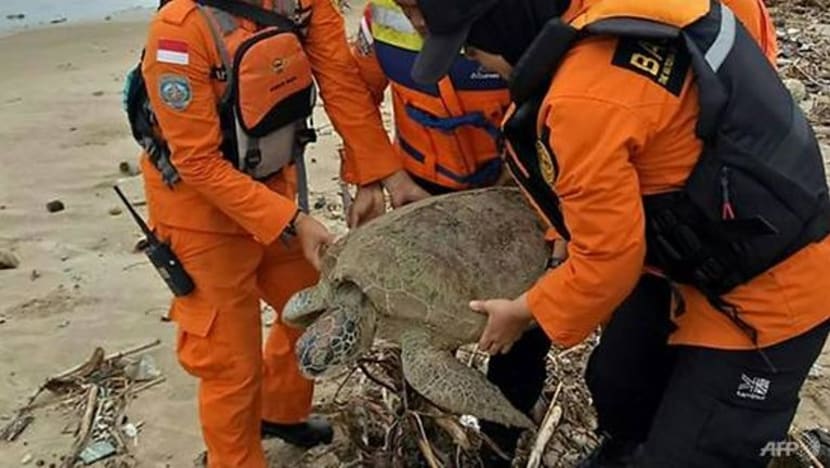 'Setiap nyawa berharga': Penyu terdampar akibat tsunami Indonesia diselamatkan