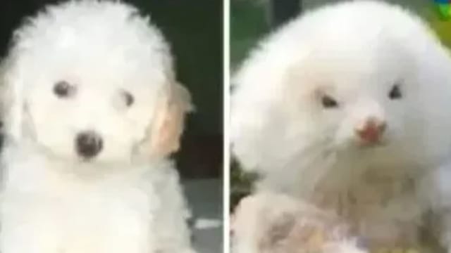 花200元买贵宾犬 赫然发现不是狗