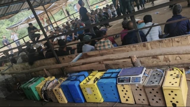 赌窝藏在森林中 马国警方出动无人机捕124人