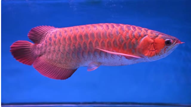 恶作剧将珍贵上千元红龙鱼留车内致死 送货员被罚2000元