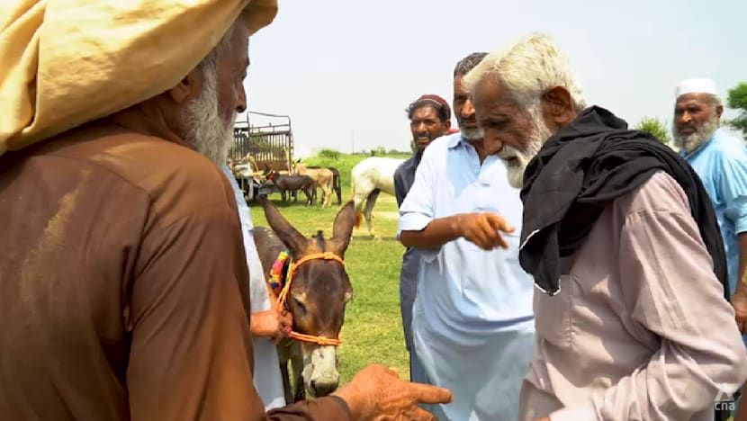 Pakistan bets on donkeys to revive sluggish economy amid soaring Chinese demand