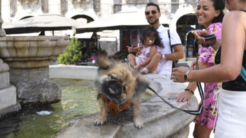 Commentary: How dogs replaced children in Italy