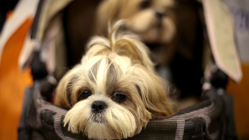 One-time licensing scheme for sterilised dogs to be introduced by end-2020