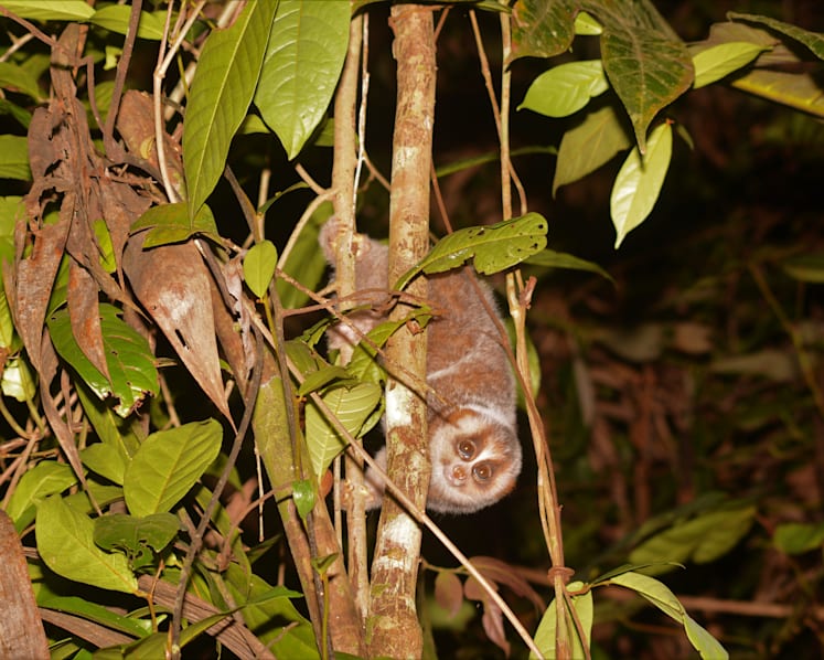NParks to do major biodiversity surveys of plants and animals at Central Catchment Nature Reserve, Southern Islands