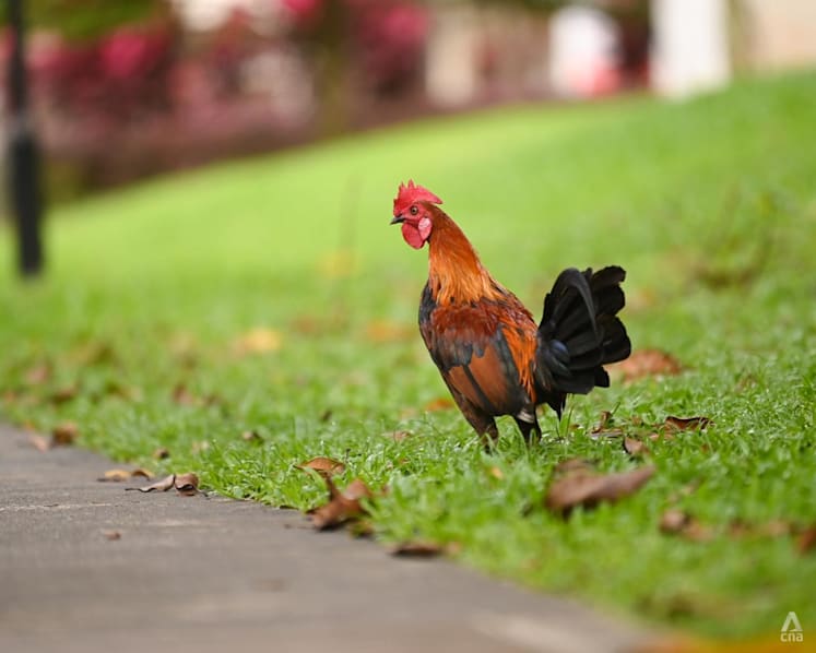 Commentary: My neighbour’s raucous rooster deprived me of sleep for months