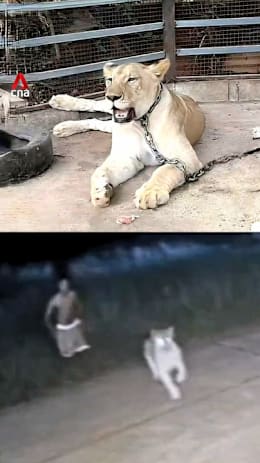 At least 2 injured after pet lion in Thailand escapes enclosure