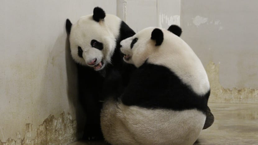 Giant panda Jia Jia artificially inseminated again after mating attempt fails