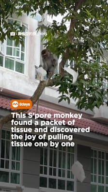 Hello monkey, tissue paper not free one leh 🙈  #8dayssg #8dayssgtrending #fypsg #monkey #sg 