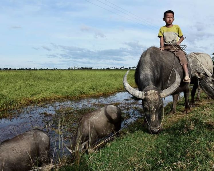 Floating rice: The climate-resilient alternative for Cambodia’s food production