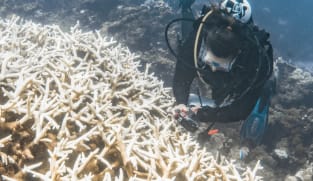 'Unprecedented' mass bleaching drains life from Australian reef