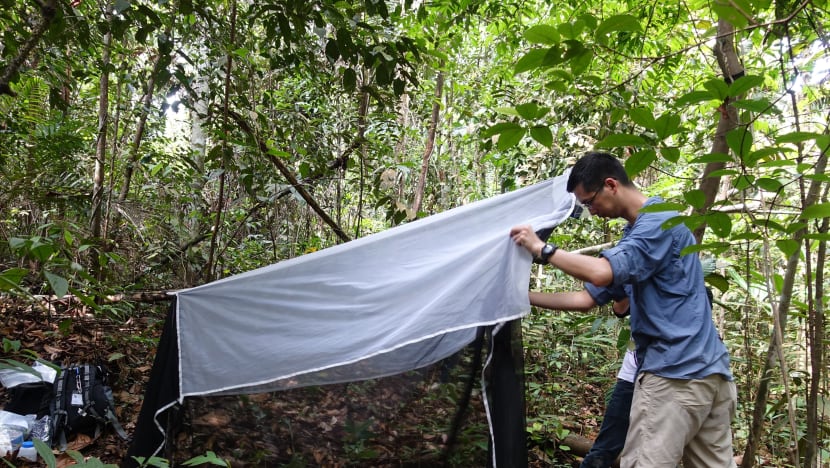 Love chocolate? Thank insects, say researchers who get cash boost to study Mandai creepy crawlies