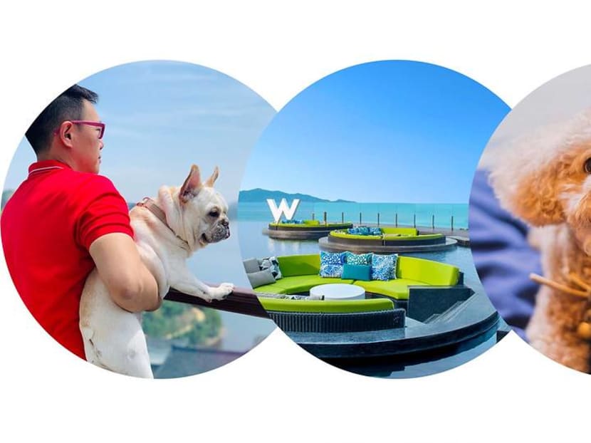 The best pet-friendly hotels in Asia – puppy room service included The best pet-friendly hotels in Asia – puppy room service included