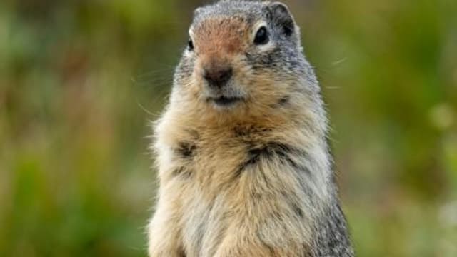 食用土拨鼠后死亡 24岁蒙古青年证实感染鼠疫