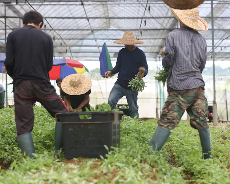 New S$30m grant to help local farmers ramp up food production in next 6 to 24 months