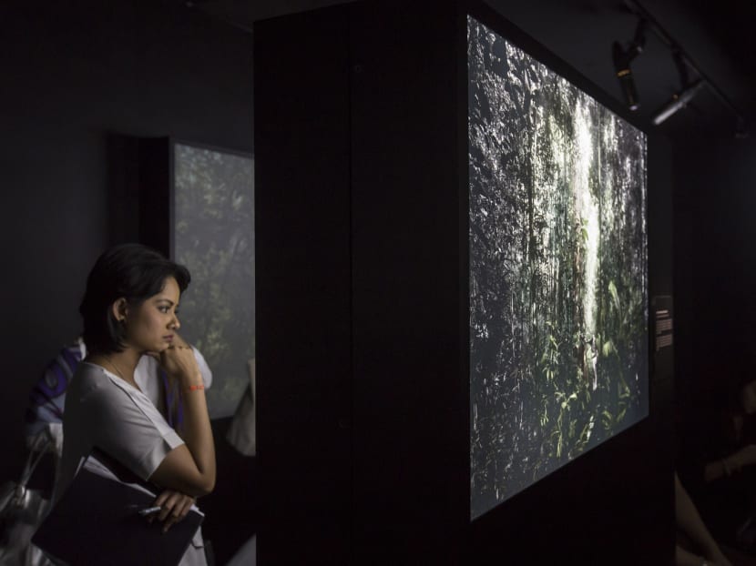 Digital animation brings S'pore’s lush rainforests to life at National Museum