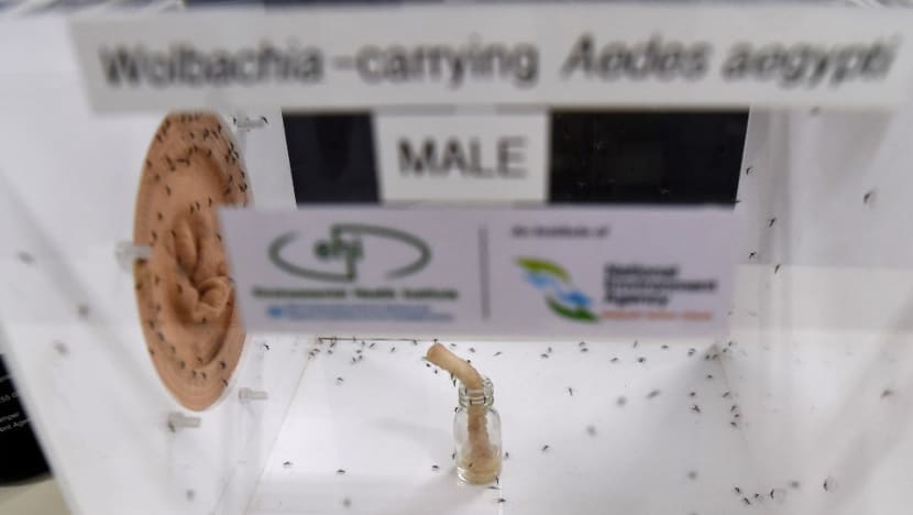 Citing some challenges, experts say too soon to call if expanded Project Wolbachia will defeat rising dengue scourge