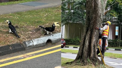 Residents Worried That Hornbills In Serangoon Now Homeless After Their 'Home' Gets Sealed Up — Here's What NParks Told Us