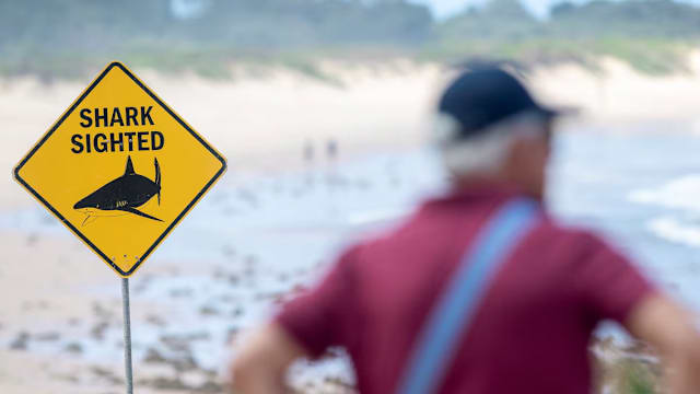 悉尼两天惊现三起鲨鱼袭击 两人重伤北部海滩关闭