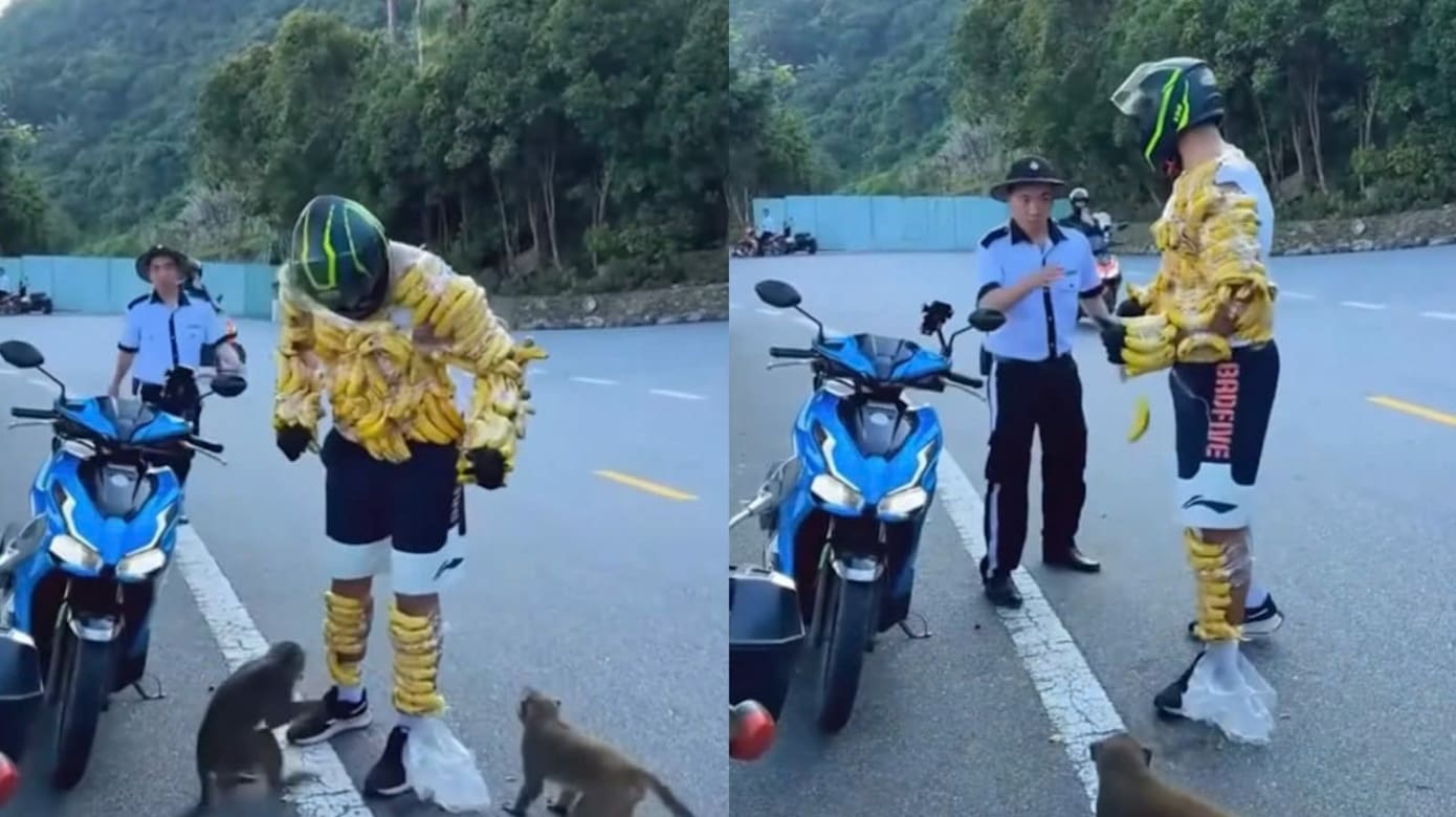 将香蕉绑身上戏弄野生猴群 岘港游客做法引争议