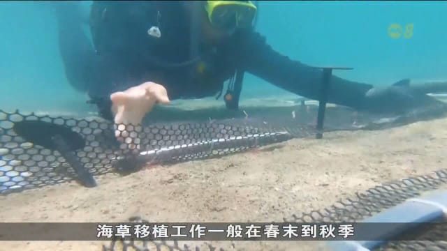 台湾澎湖岛成功保育海草 加大发挥蓝碳潜力