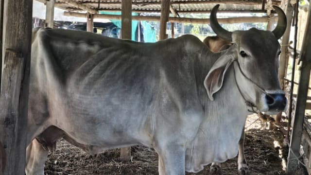 泰国老妇遭自养母牛误踩 胸部重伤不治身亡