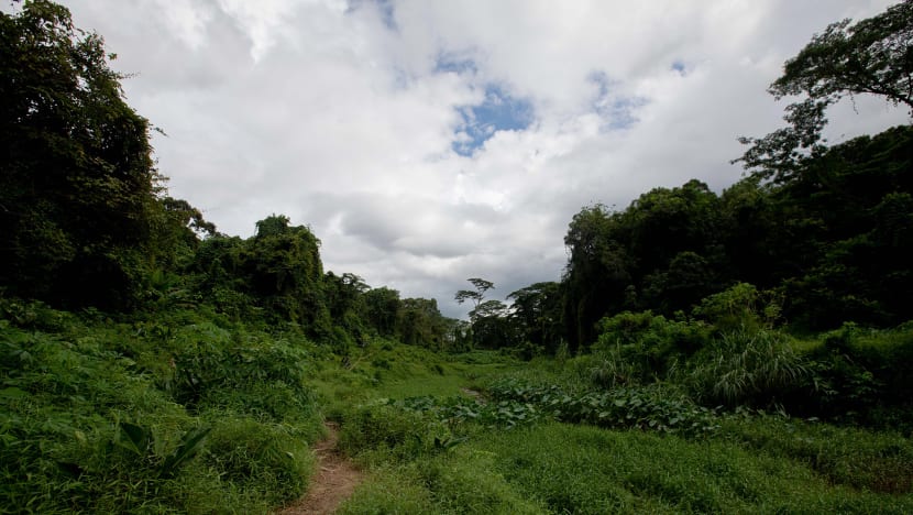 As Clementi Forest grows in popularity, conservationists caution of impact on environment