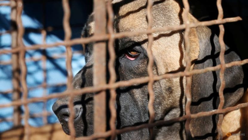 South Korea offers incentives, adoptions ahead of ban on farming dogs for food South Korea offers incentives, adoptions ahead of ban on farming dogs for food