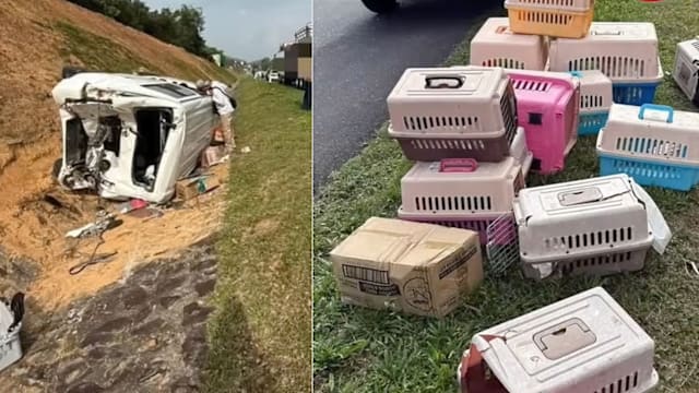 马国大道车祸20多只猫狗散逃 事主寻回爱犬当场痛哭