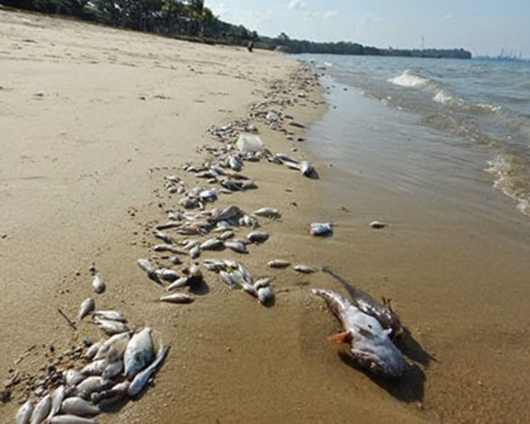 Lab test sheds further light on fish deaths