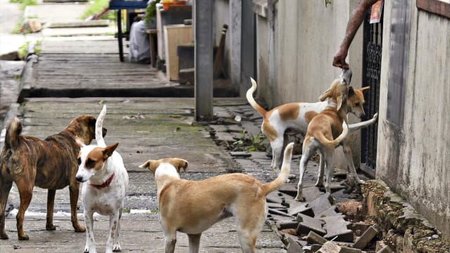 “政府请狗吃鸡饭 百姓吃饭难” 印度喂犬政策引争议