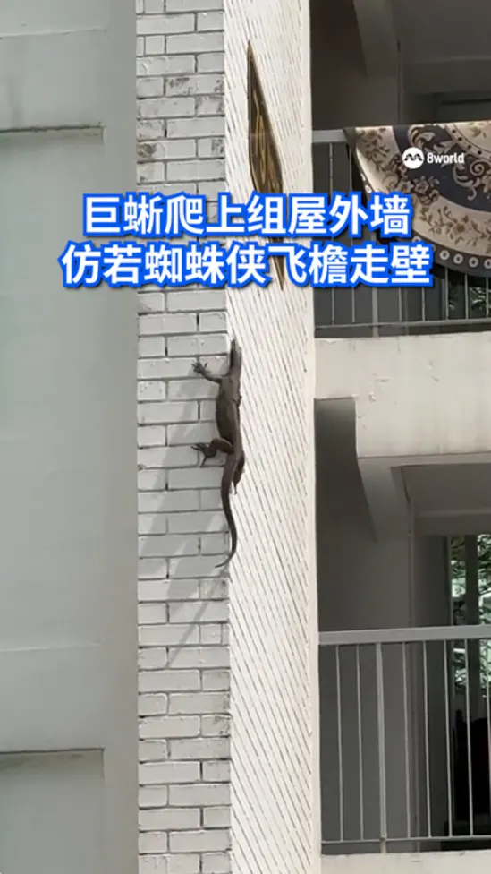 20260412_monitorlizard_hdb