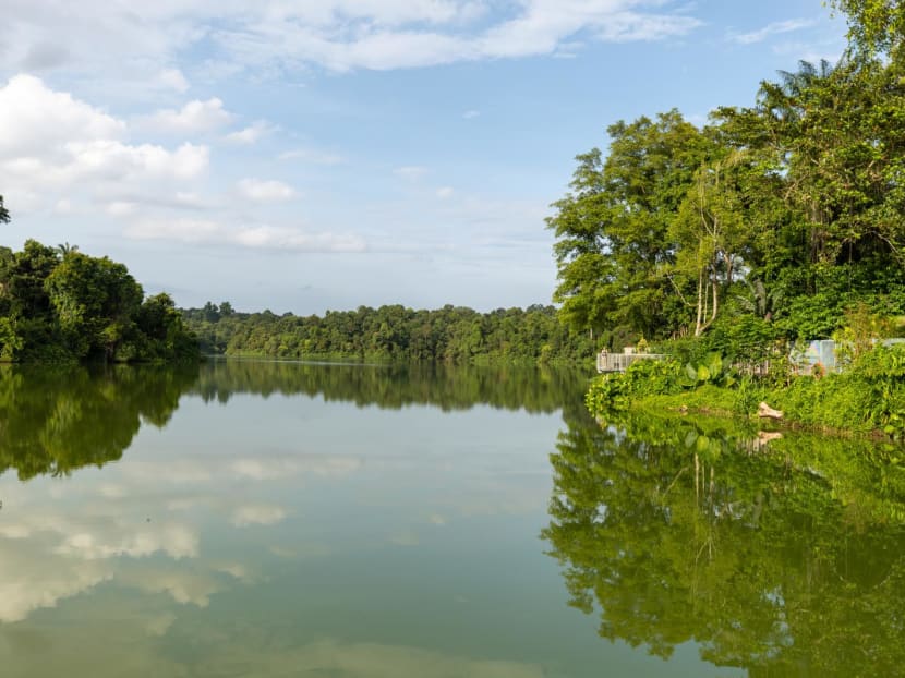 New boardwalk at Mandai Wildlife Reserve now open and free to the public