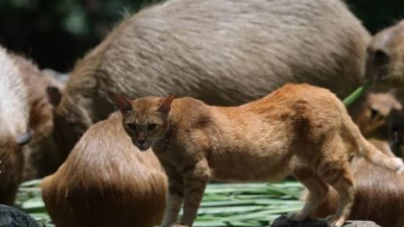 Kucing di taman haiwan M'sia ini diberi 'penempatan tetap' di samping Capybara setelah 2 tahun tinggal bersama 