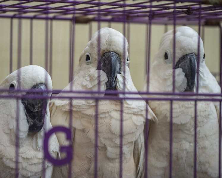 Commentary: Wildlife and weapons trafficking converge in Southeast Asia